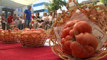 Los tomates, a concurso en Miajadas