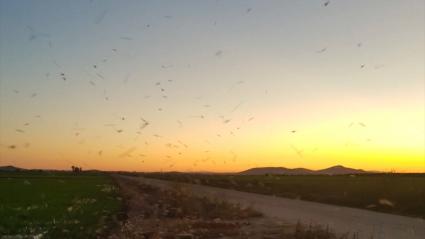 Plaga de mosquitos en la comarca de Vegas Altas