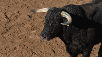 Festejo Popular, Calzadilla los Cristos, Toros trapío, Monteviejo, Bertol, Juan Bazaga, Tierra de Toros, Canal Extremadura