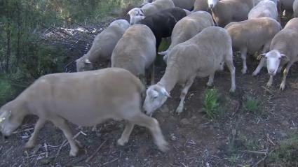 Detectan lengua azul en Portugal