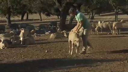 Preocupación por la lengua azul en Extremadura