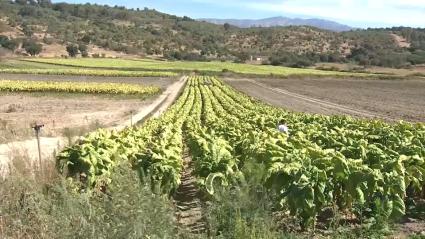 Plantación de tabaco en Extremadura