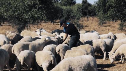 Joven ganadera alimentando ovejas