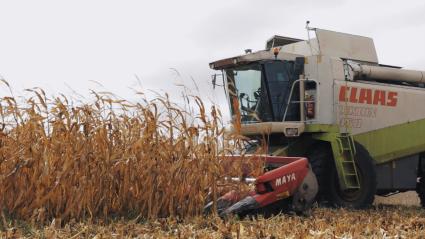 Máquina agrícola recolectando maíz blanco