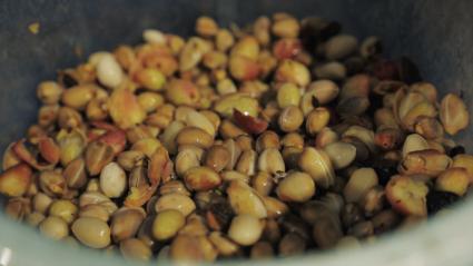 Pistachos en proceso de lavado