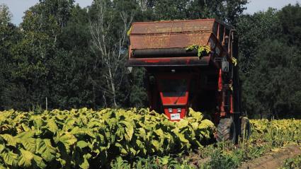 Máquina cosechando tabaco