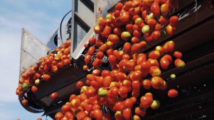 Tomate de industria en una transformadora