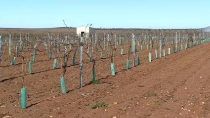 Cultivo de regadío de Tierra de Barros