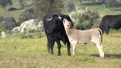 Ganado vacuno en el campo