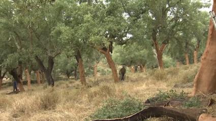 Sector del corcho en Extremadura