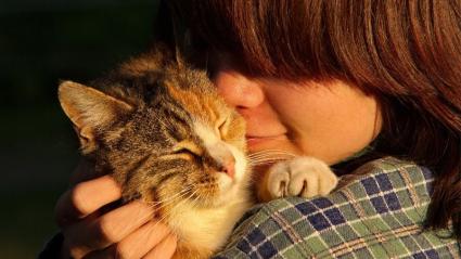 Niño acaricia a un gato