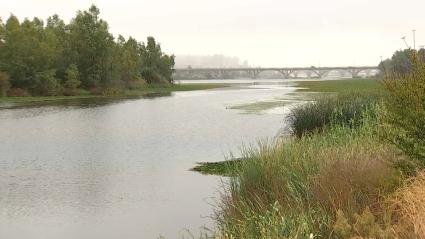 Nenúfar mexicano en Badajoz