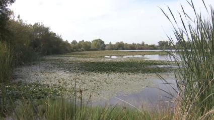 Protocolo de Colaboración entre Administraciones para luchar contra el nenúfar mejicano en Badajoz