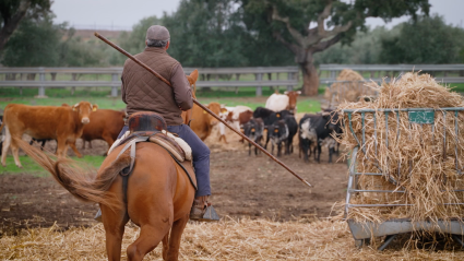 Mayoral Arturo, José Luis Cochicho, Novillos bravos, Tierra de Toros, Juan Bazaga, Canal Extremadura. 