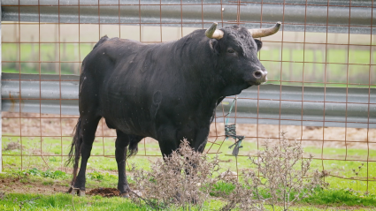 José Luis Cochicho, Ganadería Brava, Mimado, Toro Bravo, Tierra de Toros, Canal Extremadura, Juan Bazaga 