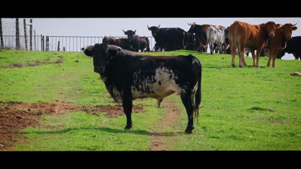 Semental, José Luis Cochicho, Tierra de Toros, Canal Extremadura, Juan Bazaga