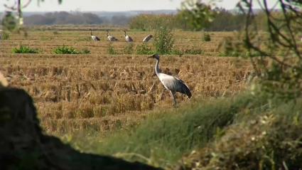 Grullas en Navalvillar de Pela