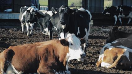 Vacas de leche en una finca