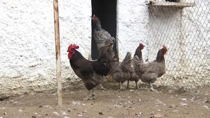 Así es  es la gallina extremeña azul, una raza autóctona que está en peligro de extinción