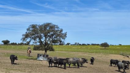 Toros