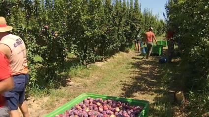 España pide a Bruselas cerca de 400 millones para programas de productores de frutas y hortalizas en comunidades como Extremadura