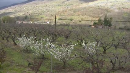 Cerezos en el Valle del Jerte