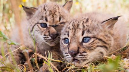 Linces nacidos en cautividad