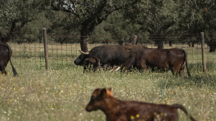 Juan Manuel Criado, Línea Coquilla, Ganadería, Juan BAzaga, Tierra de Toros, Canal Extremadura