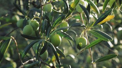 Olivos con aceitunas