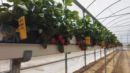 Fresas en un vivero