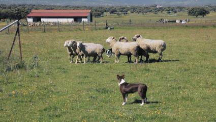 Perros pastores en pleno adiestramiento