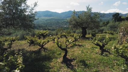 Viñedos en una finca