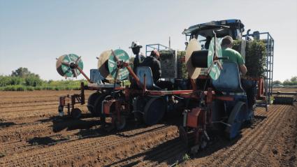 Maquinaria agrícola en una finca de tomate para industria