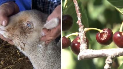 Ayudas para el campo