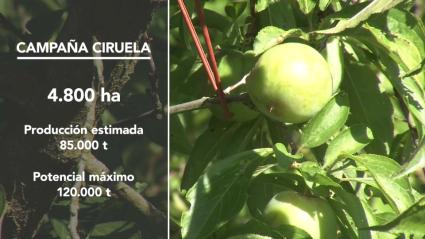 Ciruela en el árbol junto a un gráfico con datos de la campaña