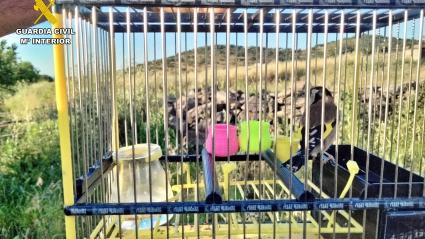 Caza con artes prohibidas