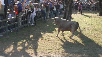 Salida toro, Vegaviana, Festejo Popular, Tierra de Toros, Juan Bazaga