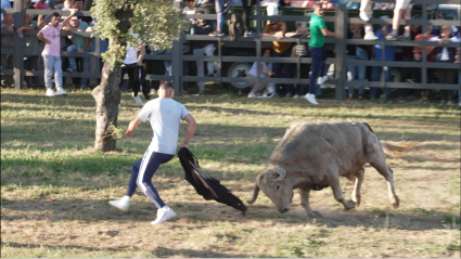 Vegaviana Toros, Juan BAzaga, Tierra de Toros, Canal Extremadura