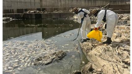 La CHG retira peces muertos aguas abajo del embalse de Los Molinos de Matachel