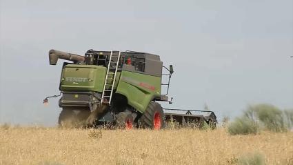 APAG Extremadura ASAJA estima una caída superior al 50 % en la campaña del cereal