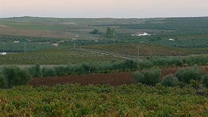 Regantex valora que el nuevo convenio de modernización de regadíos es "paso decidido" a una agricultura "más eficiente"