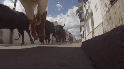 Encierros Moraleja, Tierra de Toros, Juan Bazaga, CAnal Extremadura