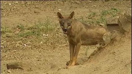 El Gobierno convoca mañana a las CCAA a una Comisión Sectorial para aprobar el censo del lobo