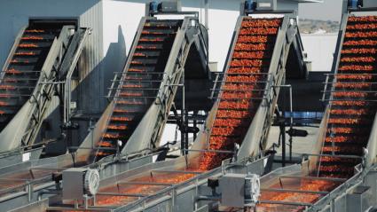Tomate de industria en una fábrica transformadora