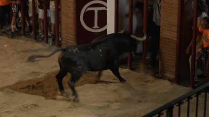 Montánchez, El Toro com trapío, Canal Extremadura, JPG