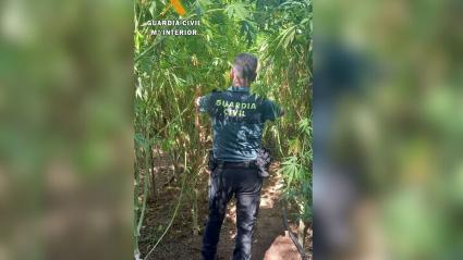 Intervención de la Guardia Civil contra la marihuana