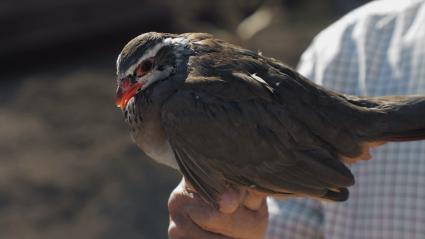 Ganadero de perdiz mostrando una de sus aves