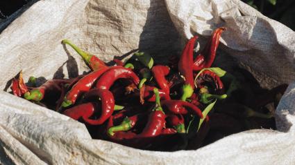 Saco con pimientos para pimentón