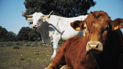 Ganado vacuno en una finca extremeña