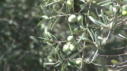 Olivera en Sierra de Gata